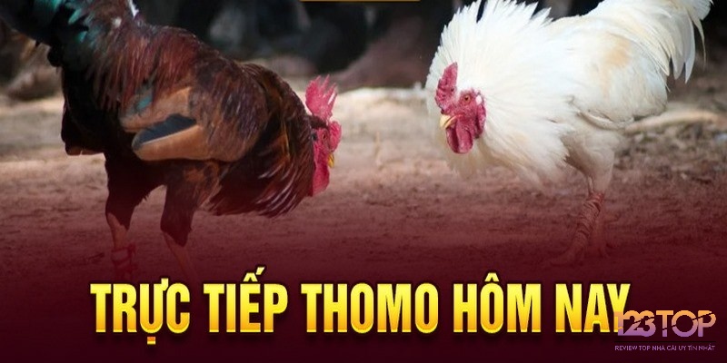 Hình thức chơi đá gà Thomo ngày càng phổ biến tại nhiều nước Đông Nam Á hiện nay