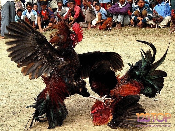 Bạn có thể chơi đá gà Thomo tại nhiều nhà cái trực tuyến nổi tiếng hiện nay như Gi8, CF68, …