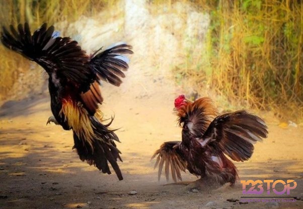 Hình thức chới đá gà Thomo hiện nay có đa dạng nhiều kèo cược với tỷ lệ hấp dẫn