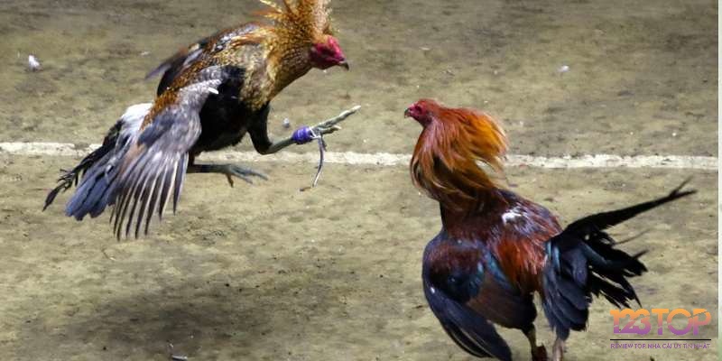 Đừng vội vàng đặt cược mà bạn hãy lựa chọn cho mình một thời điểm để ra quyết định hiệu quả