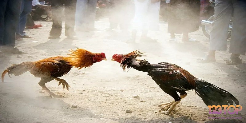 Bạn cần cập nhật và tìm hiểu thông tin về gà chiến cũng như huấn luyện viên sẽ giúp ích cho bạn rất nhiều