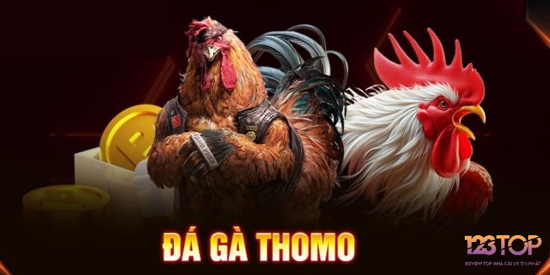 Hình thức chơi đá gà Thomo mang đến những trận đấu hấp dẫn ngày càng thu hút người chơi