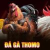 Đá gà Thomo là gì? Hướng dẫn cách chơi chi tiết và hiệu quả