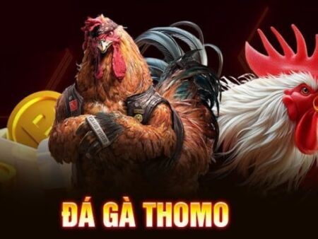 Đá gà Thomo là gì? Hướng dẫn cách chơi chi tiết và hiệu quả