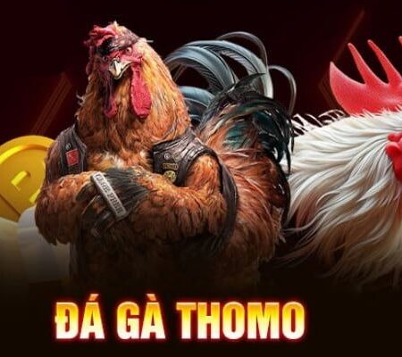 Đá gà Thomo là gì? Hướng dẫn cách chơi chi tiết và hiệu quả