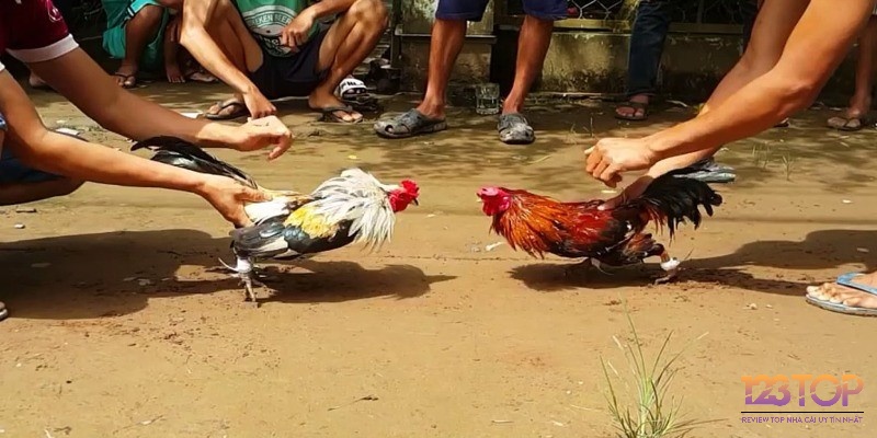 Hình thức chơi đá gà tre đang ngày càng phổ biến tại nhiều nơi