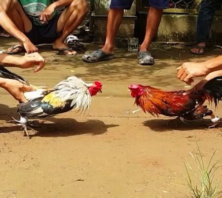 Đá gà tre – Hình thức chơi đá gà phổ biến hiện nay