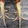 Cách xem ngón chân gà chọi để chọn gà tốt nhất cho người mới