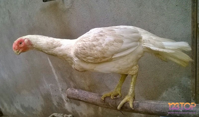 Ngón ngắn, móng dày – đặc trưng của gà Asil với sức chịu đòn và độ lì ấn tượng