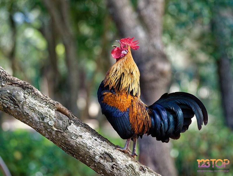 Ngón dài, mềm dẻo – điểm mạnh giúp gà Tre tung đòn nhanh, di chuyển linh hoạt tuyệt đối