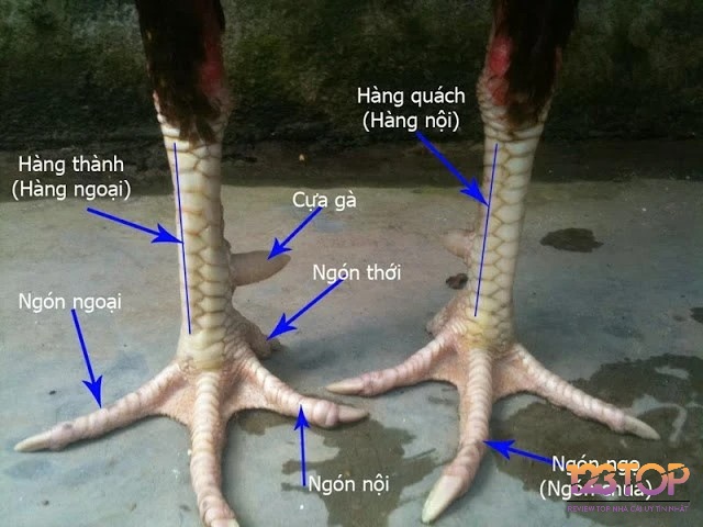 Bốn ngón chân, một hệ cơ – cấu trúc hoàn hảo cho sự linh hoạt và sức mạnh khi thi đấu
