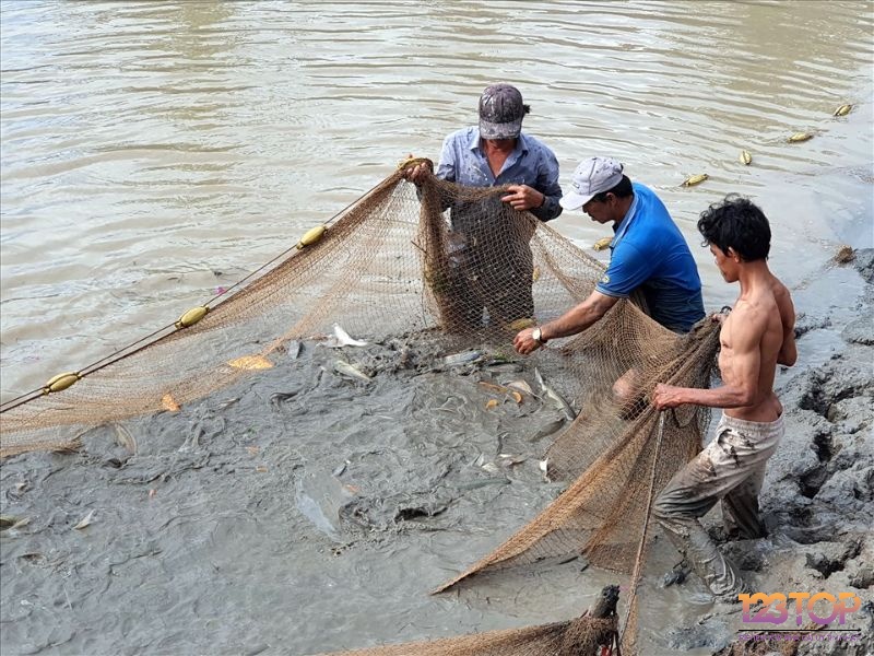 Mơ mình lội bùn bắt cá ngụ ý bạn sẽ vượt qua gian nan 
