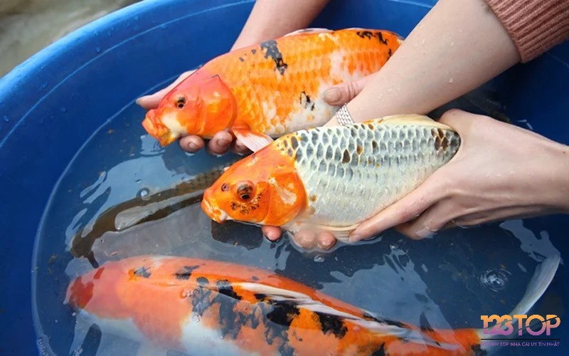 Mơ bắt cá có ý nghĩa về tài lộc và trù phú 
