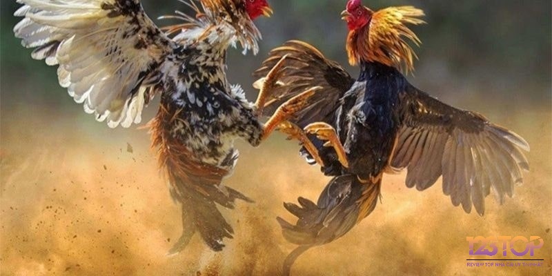 Đá gà cựa dao với những lưỡi dao sắc bén tạo nên sự kịch tính cho trận đấu