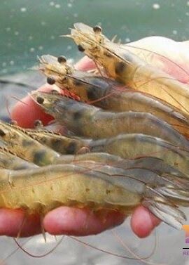 Giải mã giấc mơ bắt được nhiều tôm: Giải mã 100% ý nghĩa