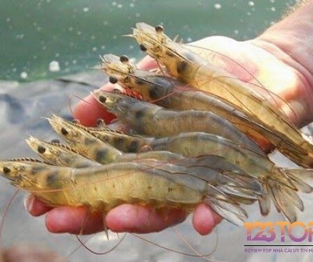 Giải mã giấc mơ bắt được nhiều tôm: Giải mã 100% ý nghĩa