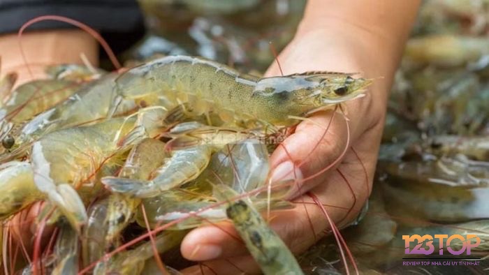Tôm đỏ tươi với thịt chắc, ngọt được xem là biểu tượng của tài lộc, thịnh vượng và những khởi đầu thuận lợi, thể hiện ước vọng sung túc của người Việt
