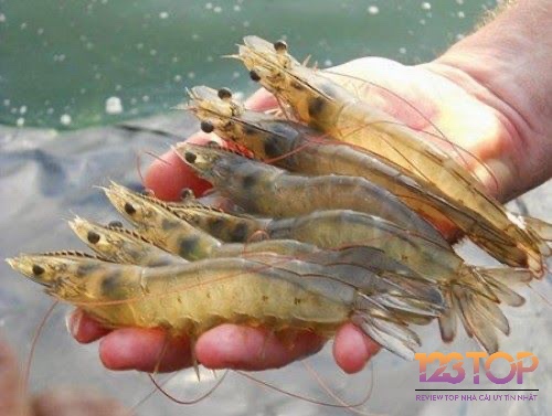 Cùng 123top giải mã giấc mơ bắt được nhiều tôm nhé 