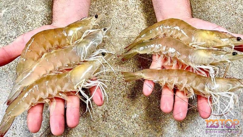 Giấc mơ bắt được nhiều tôm mang ý nghĩa sum vầy, biểu trưng cho hạnh phúc, hòa thuận và năng lượng tích cực trong gia đình