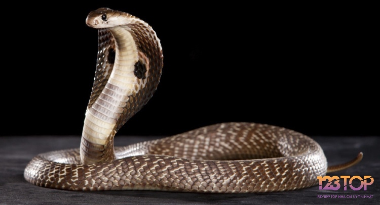 Rắn và thần Naga biểu trưng cho quyền lực, linh thiêng và niềm tin tâm linh của người Việt cùng các dân tộc Đông Nam Á