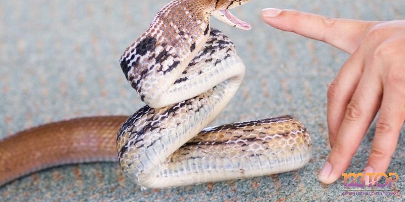 Các giấc mơ tương tác với rắn phản ánh tài lộc, áp lực, tình cảm hoặc sự đổi mới tùy theo bối cảnh và cảm xúc của người mơ