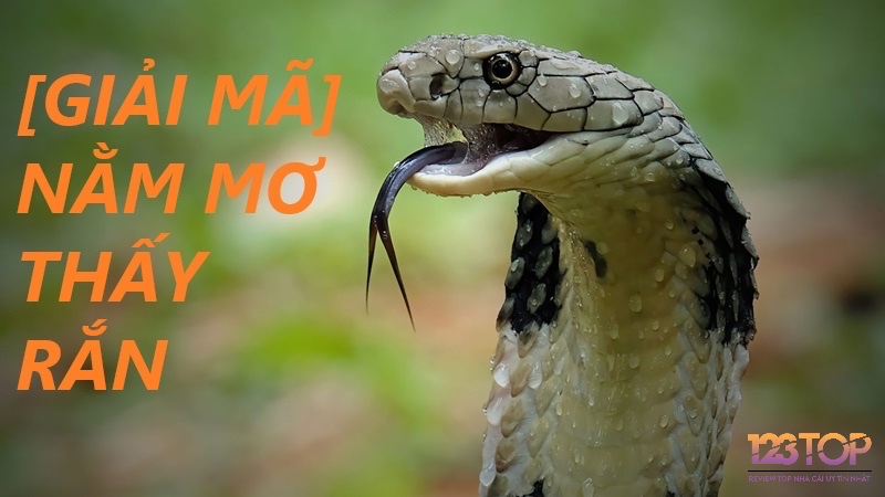 Cùng 123top giải mã giấc mơ lô đề thấy rắn chuẩn xác nhé