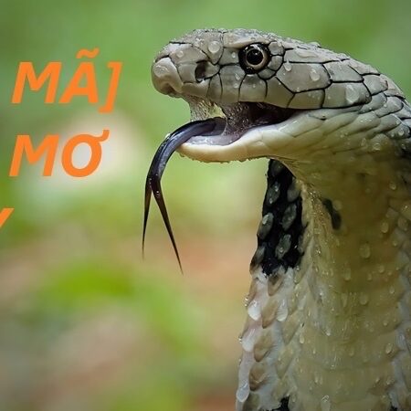 Giải mã giấc mơ lô đề thấy rắn: Hé lộ điềm báo và con số lô đề