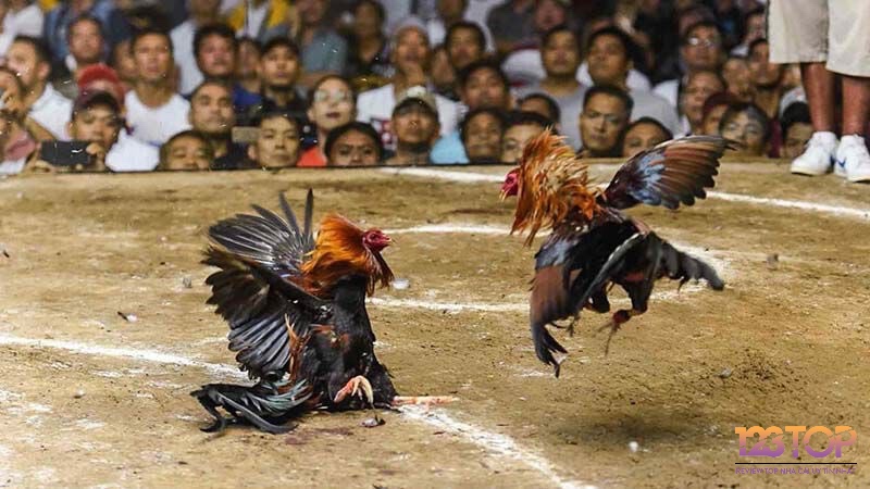 Hiểu rõ luật chơi là kinh nghiệm cược đá gà thắng giúp người cược tránh sai lầm và đảm bảo tính công bằng trong mỗi trận đấu.