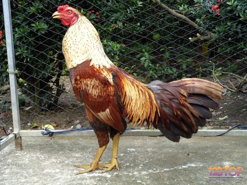 Dáng vóc, màu lông và cấu trúc vảy là những đặc điểm giúp người chơi nhận biết gà chiến tiềm năng.