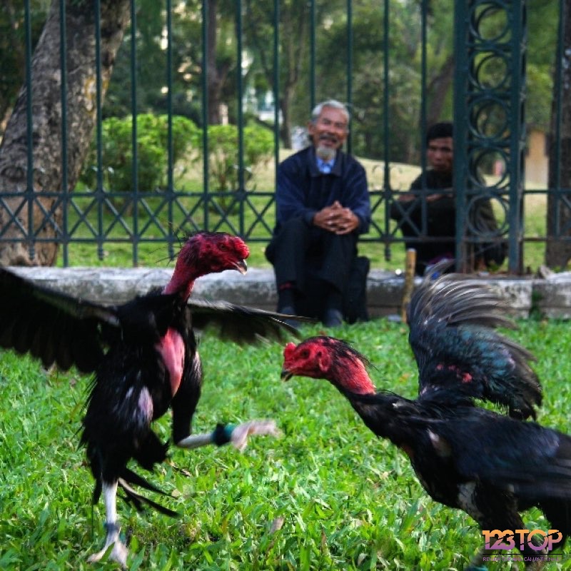 Việc theo dõi biểu hiện thể lực và tâm lý của gà trong trận là kinh nghiệm cược đá gà thắng giúp nhận định thế trận một cách chuẩn xác.
