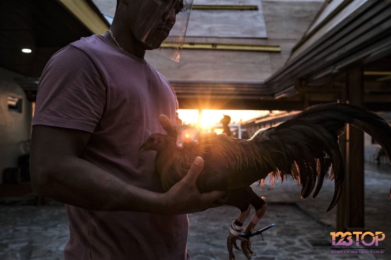 Giải đáp những thắc mắc thường gặp giúp người chơi hiểu rõ và áp dụng kinh nghiệm cược đá gà thắng một cách hiệu quả hơn.