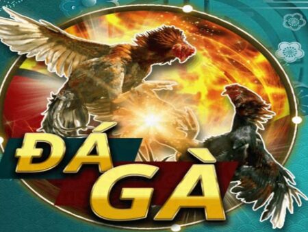 Kinh nghiệm cược đá gà thắng: Từ chọn kê đến quản lý vốn