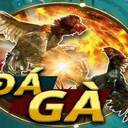 Kinh nghiệm cược đá gà thắng: Từ chọn kê đến quản lý vốn